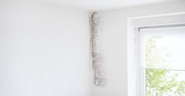 Environmental Consulting for Mold Prevention in Fairfax, VA